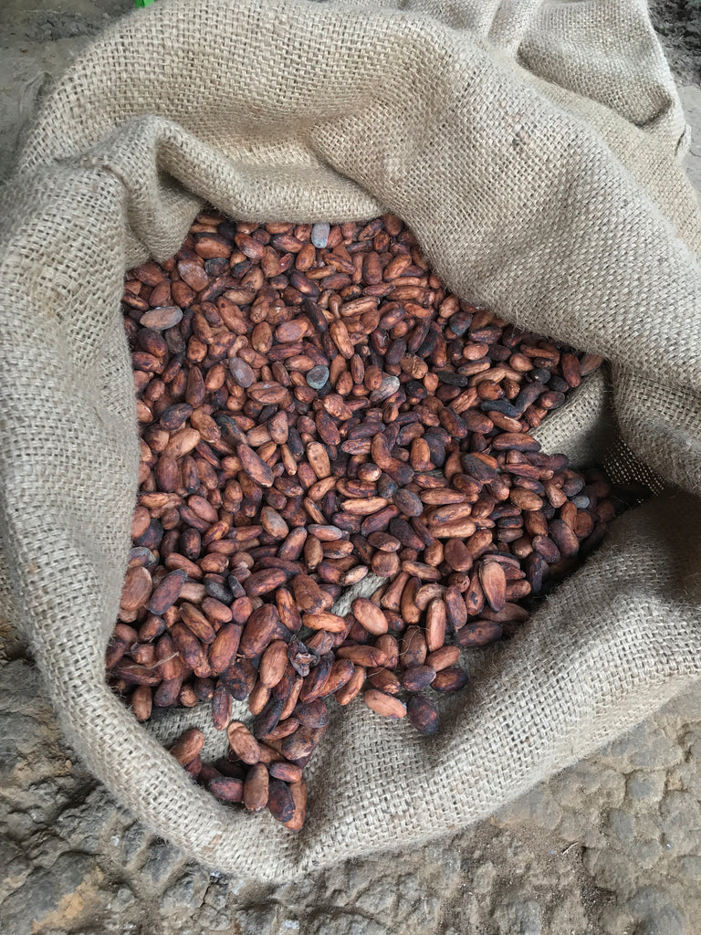 Ceremonial Quality Peruvian Cacao Criollo