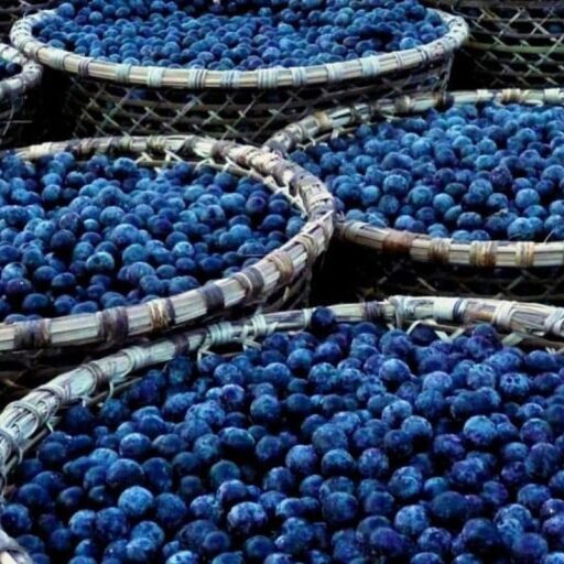Açaí Berry