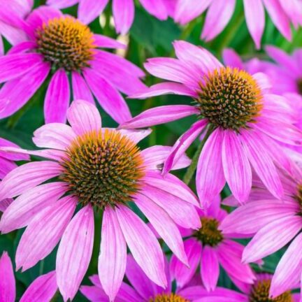 Echinacea