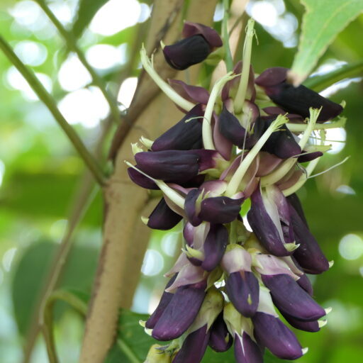 Mucuna_pruriens_(L.)_DC._(51642043333)