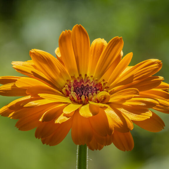 Ringelblume_(Calendula_officinalis)_Blüte_focus_stack-20220619-RM-165610