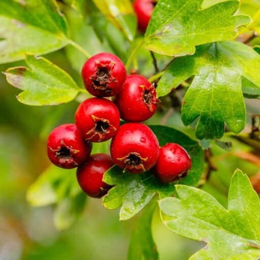 hawthorn-berry
