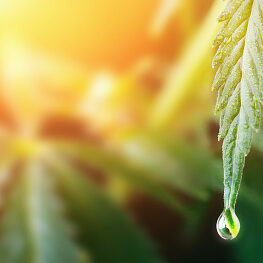 Large drop on the edge of hemp leaf, CBD oil cannabis concept, hemp oil, medicine products. Cannabidiol or CBD cannabis. Beautiful background, a place for copy space