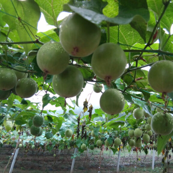 monk-fruit_ULLCWQMM68